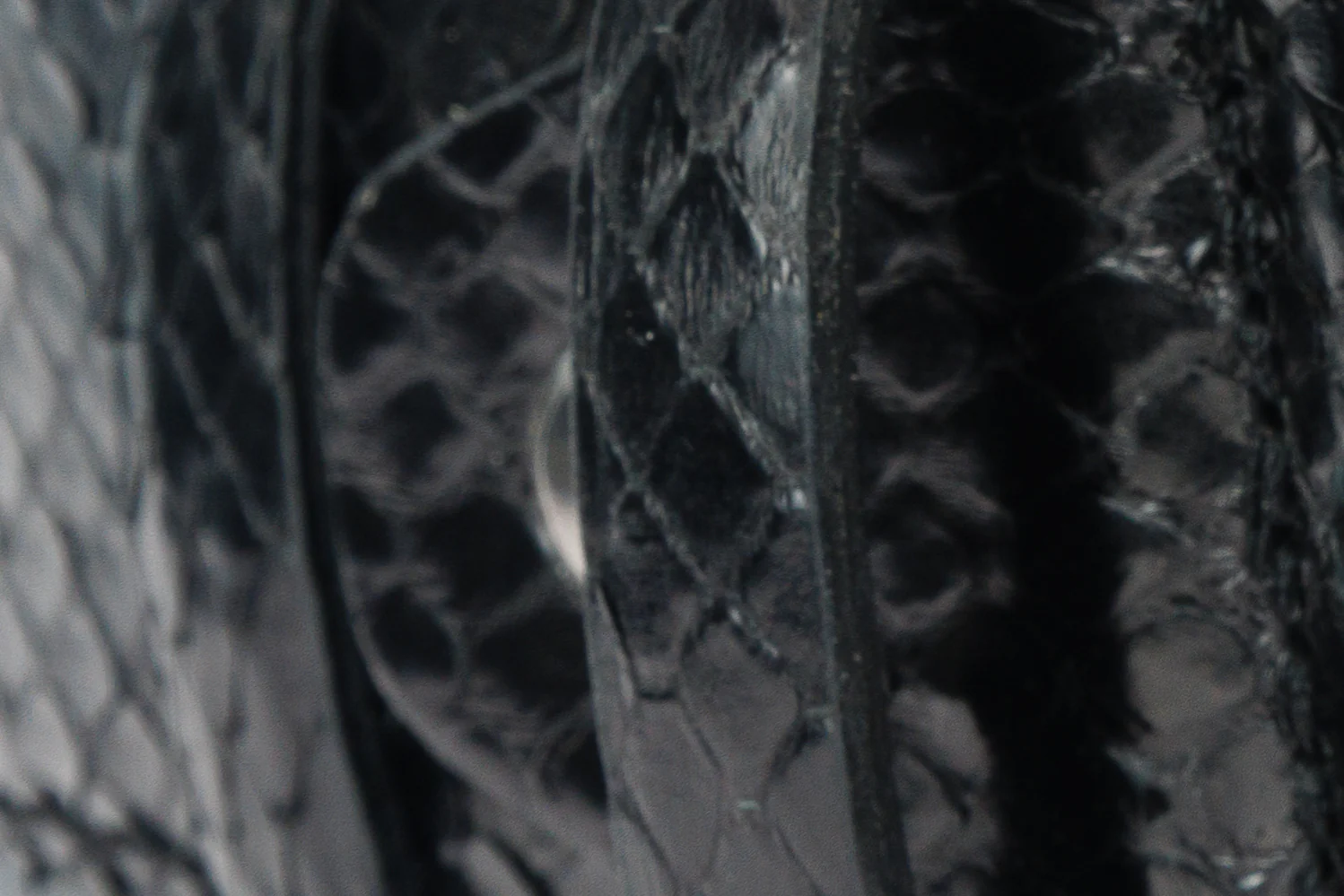 The Boss Black python Sneak Leather Belt - Image 8